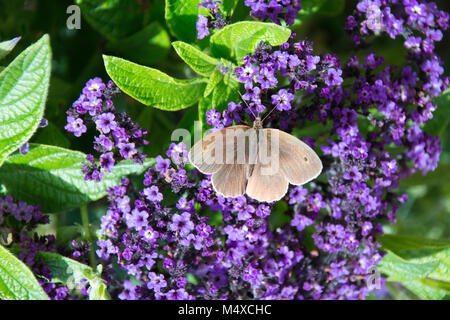 Aphantopus hyperantus, brown ringlet butterfly on a purple flower Stock Photo
