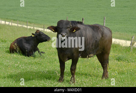 steer; cow; pasture; swabian alb; Germany; Stock Photo
