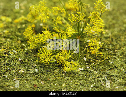 Umbrella dill on background melkoporezannogo dried dill Stock Photo