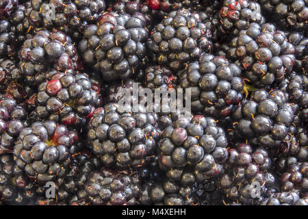 Blackberries background Stock Photo