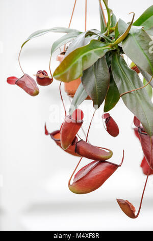 Nepenthes x ventrata Monkey Cap  Nepenthaceae Dumort Caryophyllales Stock Photo