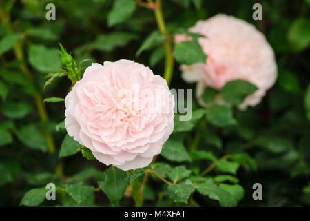Close up of pale pink 'Our Beth' modern shrub rose flower/bloom Stock Photo