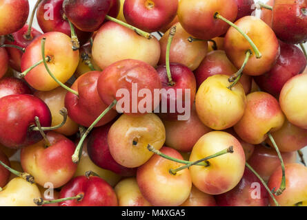 close up of freshly picked rainier cherry Stock Photo