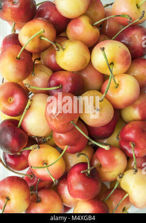 Close up of freshly picked rainier cherry Stock Photo