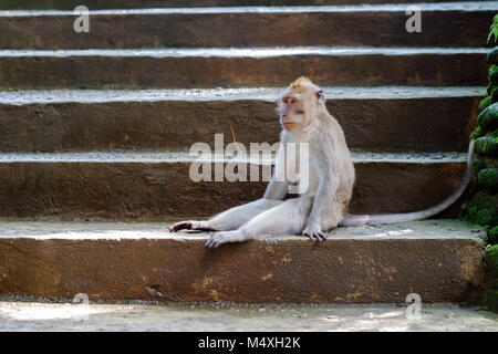 Sad wild monkey sits on stairs. He is tired Stock Photo