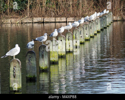 View of a row of birds in a line perched on posts in water Stock Photo