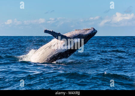 Humpback whale breaches off Sydney Heads, Sydney, Australia Stock Photo ...