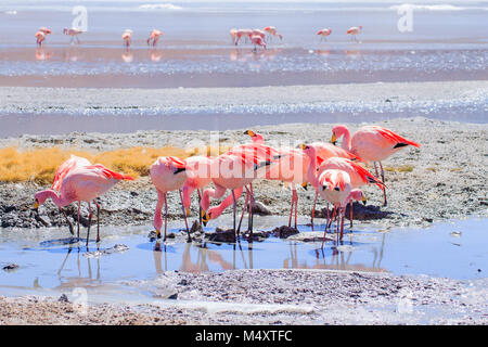 Laguna Hedionda flamingos, Bolivia.  Andean wildlife. Bolivian lagoon Stock Photo