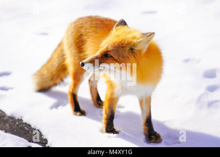 Ezo Red Fox Stock Photo