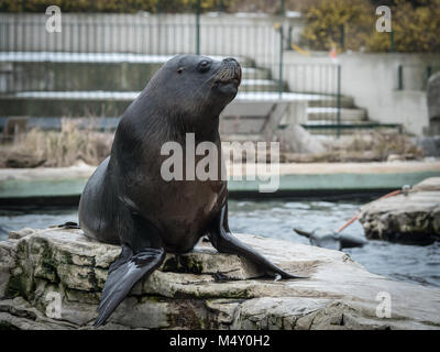 one male southern sea lion (Otaria flavescens) in an austrian zoo Stock Photo