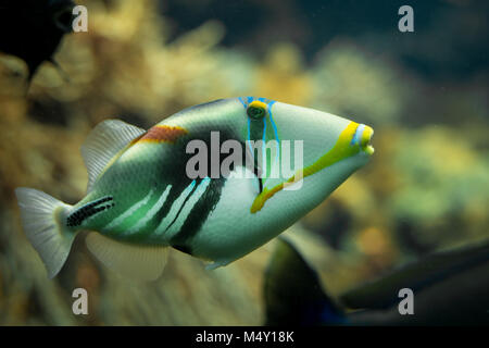 A beautiful colored Picasso triggerfish (Rhinecanthus aculeatus) in a reef tank Stock Photo