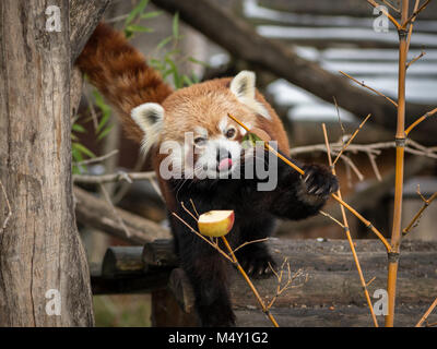 A red panda (Ailurus fulgens) sitting on a tree and eating fruits Stock Photo