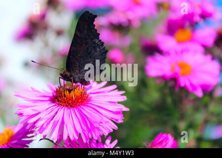 butterfly of peacock eye sitting on the aster Stock Photo