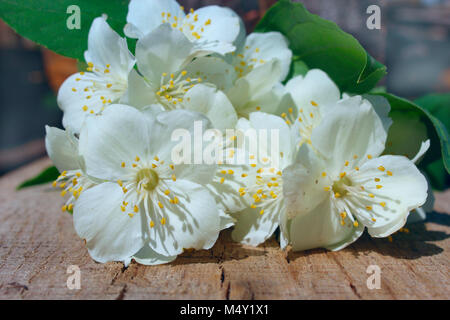 white flowers of jasmine on the wooden background Stock Photo