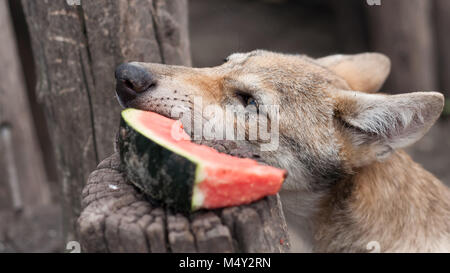 Young european grey wolf puppy feeding and eating watermelon. Stock Photo