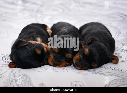 Three sweet newborn Yorkshire terrier puppies are sleeping on a bed. Stock Photo