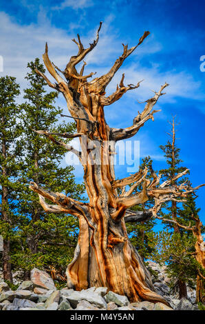 Bristlecone pines, the longest living trees, can be seen on the Bristlecone Pine Grove trail in Great Basin National Park.