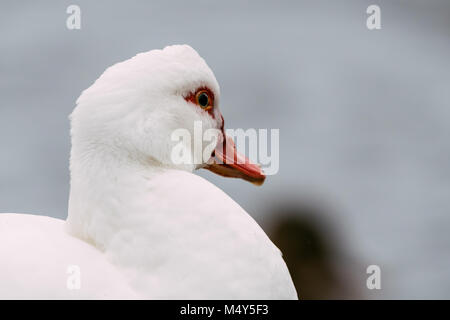 Portrait of small white muscovy duck. Also known as Cairina moschata. Lake on background. Nice sharp shot full of details. Stock Photo