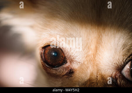 Detail of dark eyes of small cute dog chihuahua. Detailed shot, many details.. Stock Photo