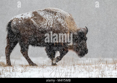 Male American bison (Bison bison) in prairie walking through a heavy snowstorm, Neal Smith National Wildlife Refuge, Iowa Stock Photo