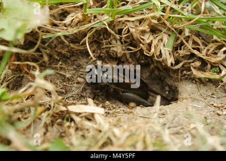 Black Field Cricket 'Teleogryllus commodus' emerging from a Yabby hole Stock Photo
