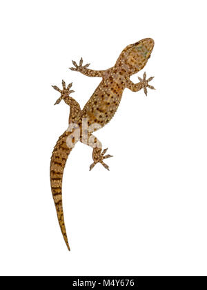 Mediterranean house gecko (Hemidactylus turcicus) climing vertically on white background wall Stock Photo