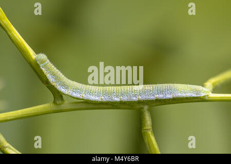 Caterpillar of Orange tip (Anthocharis cardamines) feeding on Garlic Mustard (Alliaria petiolata) plant with green background Stock Photo