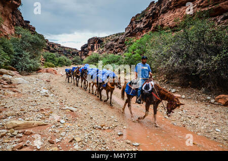 Pack mules led by native guide are used to carry goods to Supai Village. Stock Photo
