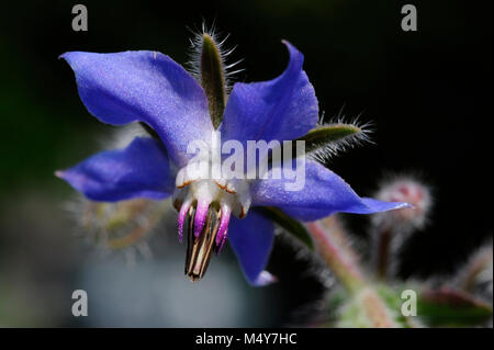 Borage (Borago officinalis), also known as a starflower, is  used as a medicinal herb to treat symptoms of menopause and PMS. Bees love borage too. Stock Photo