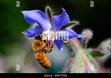 Borage (Borago officinalis), also known as a starflower, is  used as a medicinal herb to treat symptoms of menopause and PMS. Bees love borage too. Stock Photo