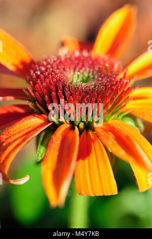 Echinacea, commonly called coneflowers, is a genus of herbaceous flowering plants in the daisy family.