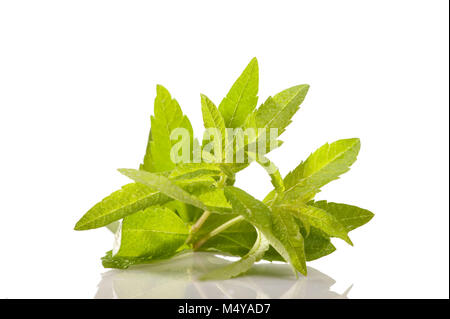 Lemon Verbena, Citronverbena (Aloysia citrodora) Stock Photo