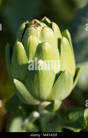 'Madrigal F1' Globe artichoke, Kronärtskocka (Cynara scolymus) Stock Photo