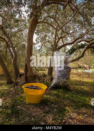 Sack and bucket full of olives below olive tree at plantation Stock Photo