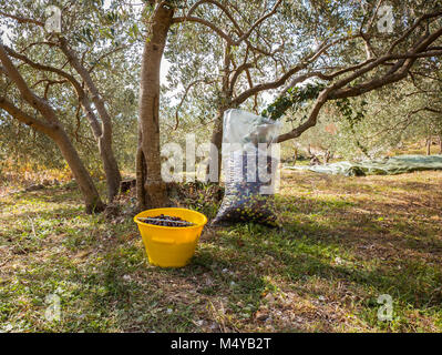 Sack and bucket full of ripe organic olives on olive tree plantation Stock Photo