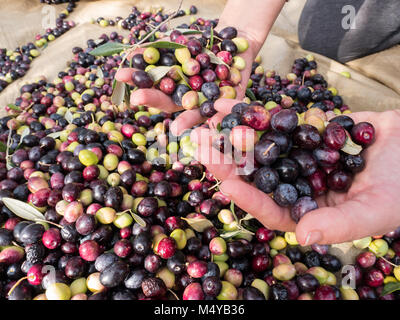 Woman holding fresh ripe olives in hands close up Stock Photo