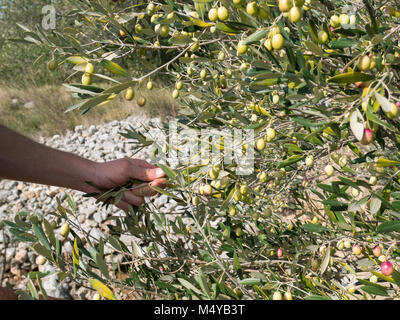 Young worker harvesting olives at plantation on sunny day Stock Photo