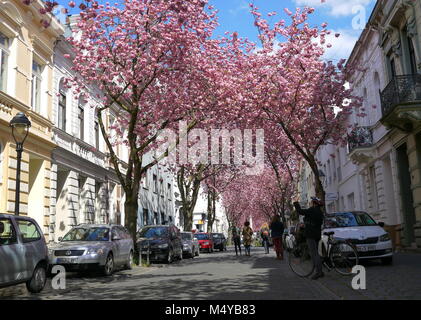 BONN, GERMANY - APRIL 18, 2016: Rows of cherry blossoms sakura trees in Bonn, former capital of Germany on a beautiful sunny day Stock Photo