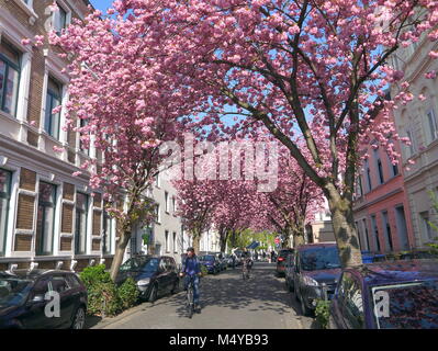 BONN, GERMANY - APRIL 18, 2016: Bike riding under rows of cherry blossoms sakura trees in Bonn, former capital of Germany on a beautiful sunny day Stock Photo