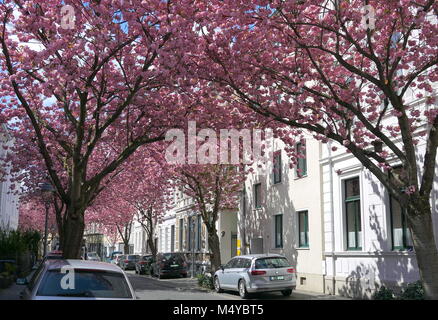 Famous cherry blossoms blooming sakura festival on a spring bright day in Bonn Germany Stock Photo