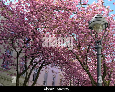 Close up of street lamp with pink blooming cherry blossoms in Bonn, Germany Stock Photo