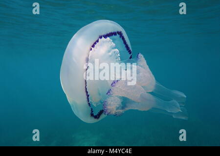 A barrel jellyfish Rhizostoma pulmo underwater in the Mediterranean sea, Calabira, Tropea, Italy