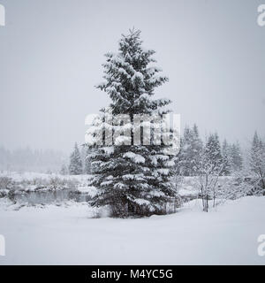 A snow frosted Douglas fir tree, standing alone along a marshy area of Bull River during a snow storm, in the Cabinet Mountains. Stock Photo