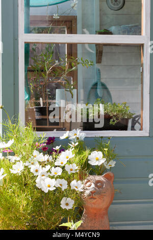 Potting shed and beautiful planted container with cosmos flowering in the summer Stock Photo