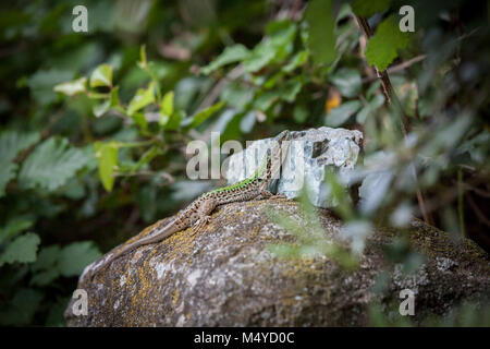 Lizard resting on a rock in the wood. Stock Photo