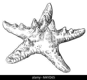 Hand drawing starfish. Vector monochrome illustration of starfish in black color isolated on white background Stock Vector