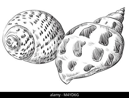 Hand drawing seashells. Vector monochrome illustration of two seashells in black color (Conch Shells) isolated on white background. Stock Vector
