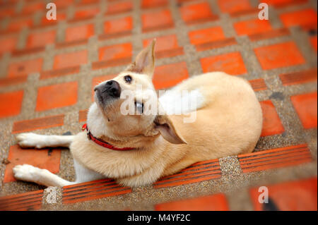 native thai dog relax on floor and looking up Stock Photo