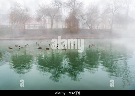 Flock of ducks on a foggy river Stock Photo