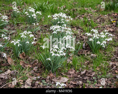 Small clumps of snowdrops growing amongst fallen leaves Stock Photo